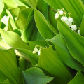 برگ هی لیلی ازدره Lily-of-the-Valley Leaves